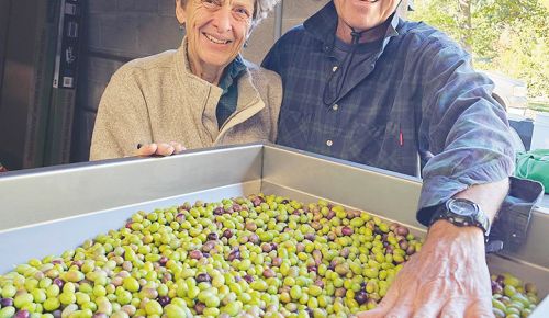 Dark Hollow Farm&rsquo;s owners Anita Klingenberg (left) and Brian Sephton with newly picked olives. ##Photo provided by Dark Hollow Farm