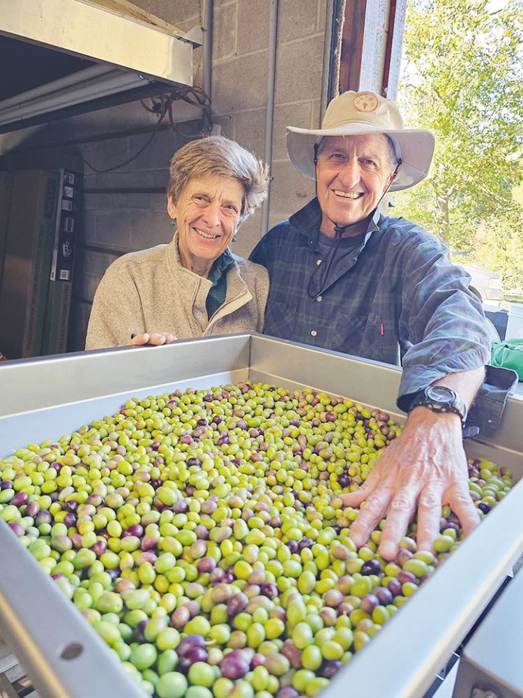 Dark Hollow Farm&rsquo;s owners Anita Klingenberg (left) and Brian Sephton with newly picked olives. ##Photo provided by Dark Hollow Farm