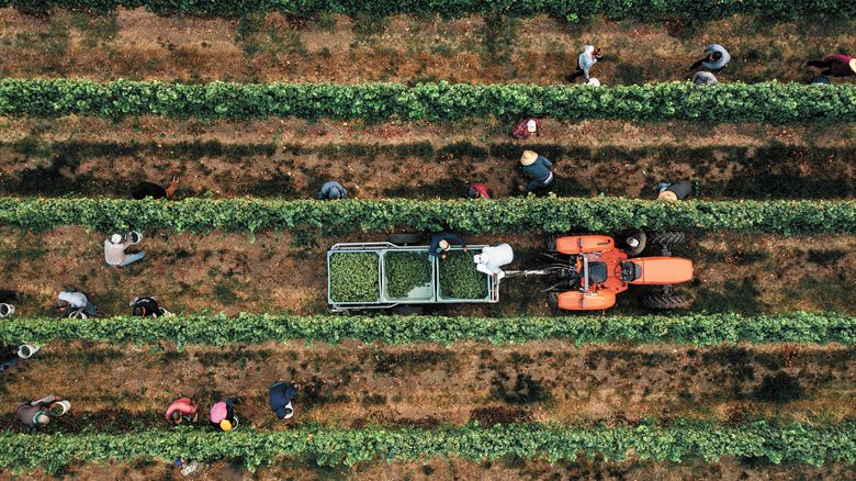 Vineyard crew members handpick Chardonnay grapes during the 2022 harvest.##Photo provided