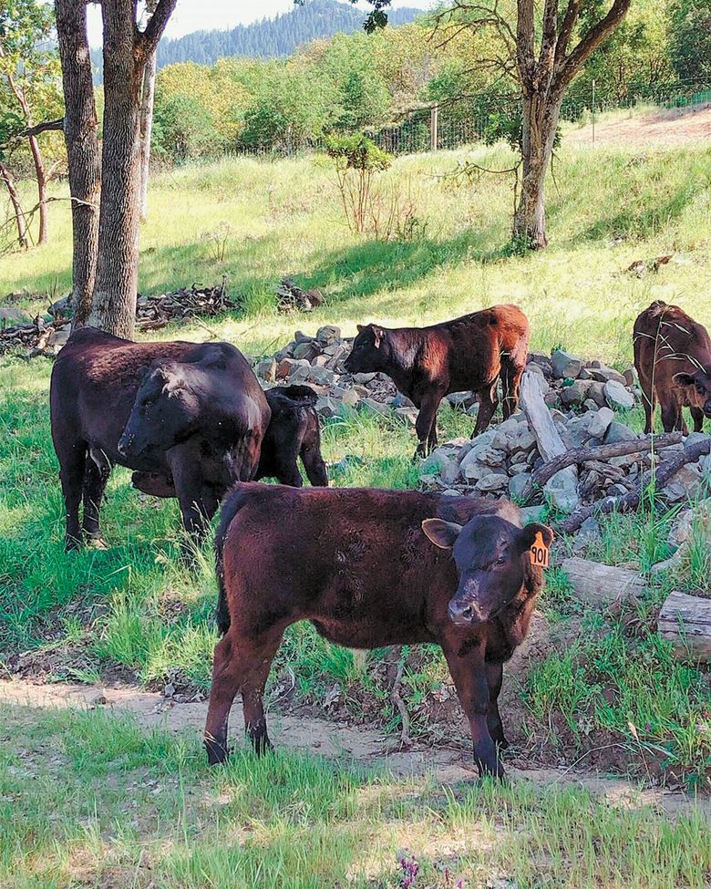 Every year, Del Rio Vineyard Estate gets a little help with wildfire protection from an unlikely source– a herd of cattle. Cattle graze on the vegetation that surrounds the vineyard that could potentially burn in the event of a wildfire. ##Photo provided