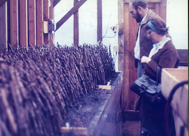 Dick Erath of Erath Winery inspecting vine cuttings with Arterberry Maresh s co-founder Lois Marsh, in 1970. ## Image courtesy of Erath Winery and Dick Erath Dick Erath of Erath Winery inspecting vine cuttings with Arterberry Maresh s co-founder Lois Marsh, in 1970. ## Image courtesy of Erath Winery and Dick Erath