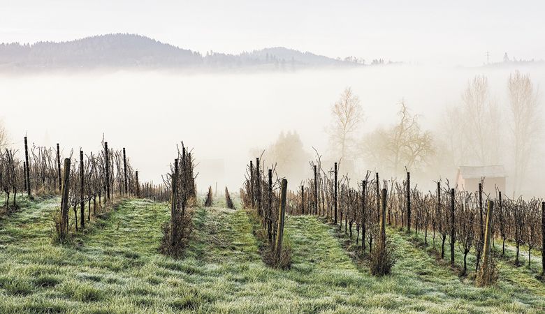 Domaine Divio Vineyard in the Ribbon Ridge AVA. ##Photo by Kathryn Elsesser