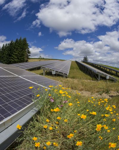 Domaine Drouhin Oregon was one of the first Oregon wineries to install solar panels.  Photo by Andrea Johnson