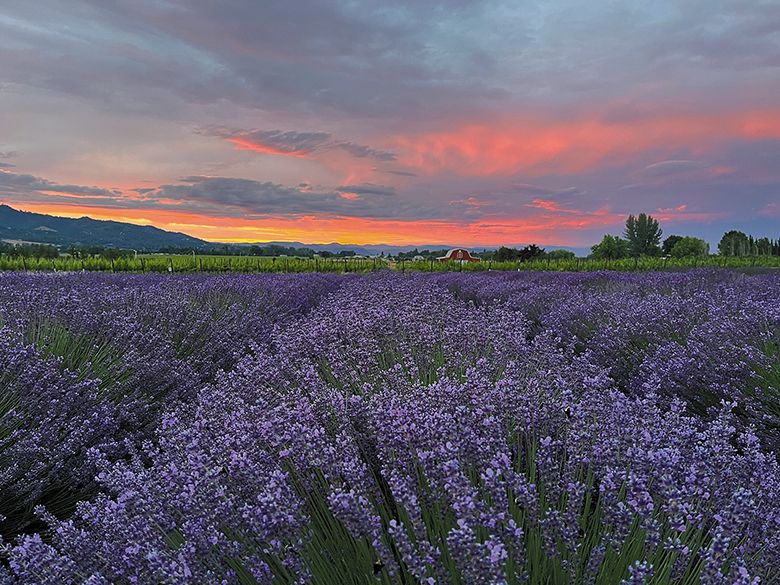 Dos Mariposas’ lavender fields and vineyards. ## Photo provided by Dos Mariposas Vineyards & Lavender Farm