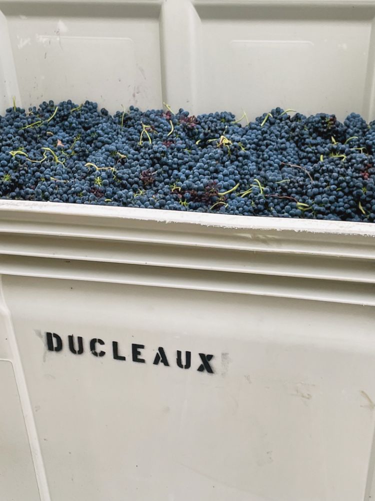 Syrah grapes being pressed for Ducleaux wine.##Photo by Sarah Murdoch