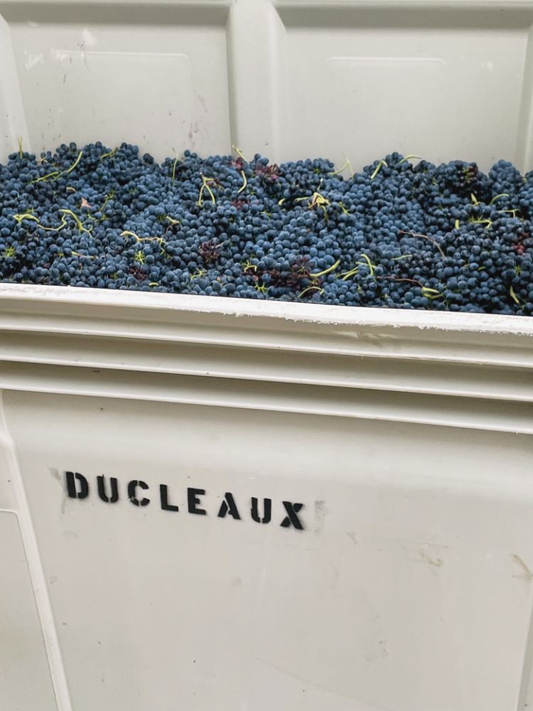 Syrah grapes being pressed for Ducleaux wine.##Photo by Sarah Murdoch Syrah grapes being pressed for Ducleaux wine.##Photo by Sarah Murdoch
