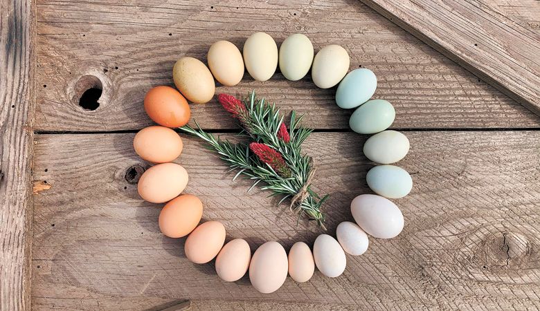 Farm-fresh eggs in every color available at Eola Crest Cattle in McMinnville. ##Photo courtesy of Eola Crest Cattle