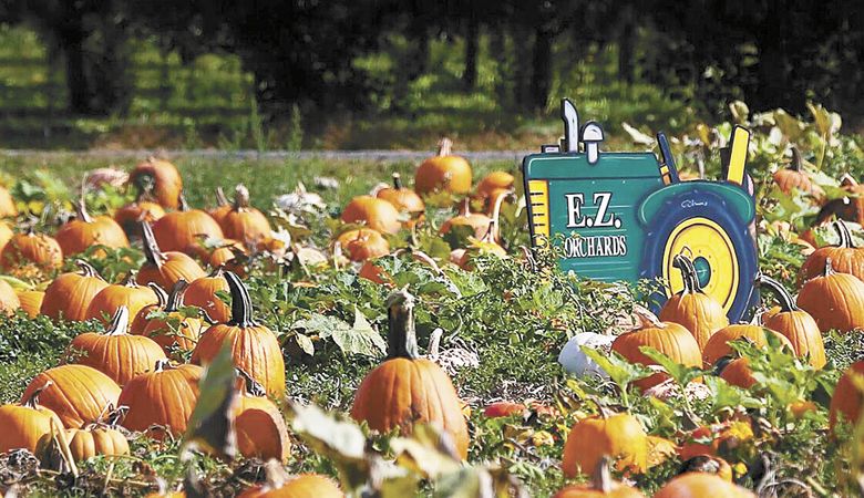 E.Z. Orchards attracts kids and families from all around the northern Willamette Valley for its annual Harvest Fest. Find your perfect pumpkin in the scarecrow field, take a hayride and more. ##Photo provided