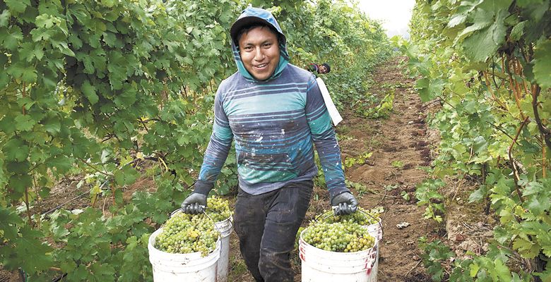 A vineyard laborer picks Grüner Veltliner at Raptor Ridge’s estate vineyard in the Chehalem Mountains. ##Photos by Andrea Johnson