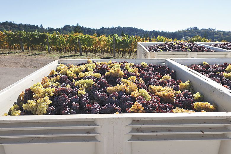 Four different grape varieties picked together will become Edelzwicker, Elk Cove Vineyards&rsquo; Alsatian-style white blend. ## Photo by Anna Campbell