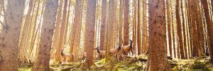 A herd of elk Luis Romero encountered during a coastal forest hike. ## Photo by Luis Romero
