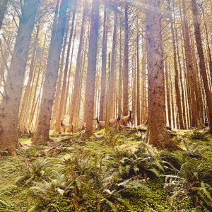 A herd of elk Luis Romero encountered during a coastal forest hike. ## Photo by Luis Romero