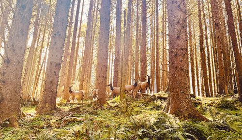 A herd of elk Luis Romero encountered during a coastal forest hike. ## Photo by Luis Romero