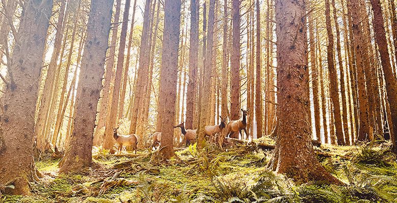 A herd of elk Luis Romero encountered during a coastal forest hike. ## Photo by Luis Romero