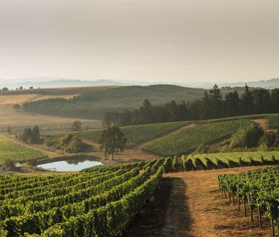 Elk Cove Vineyards. photo by Andrea Johnson Elk Cove Vineyards. photo by Andrea Johnson