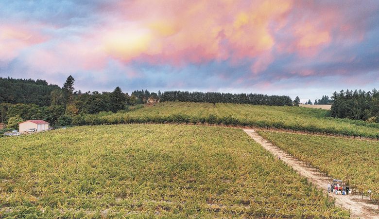 Dramatic clouds hang over harvest at Elton Vineyard outside Salem in the Eola-Amity Hills. ##Photo by Andrea Johnson