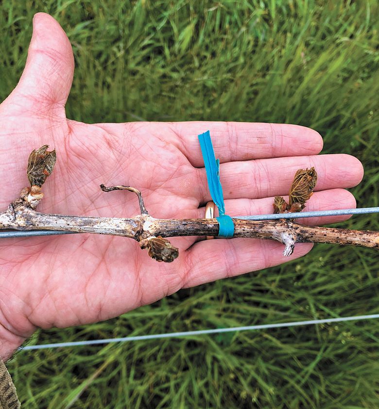 Evan Bellingar, owner of Century Vineyards, a vineyard management company serving the Northern Willamette Valley, handles new grapevine buds destroyed by the April frost in 2022. ## Photo provided by Century Vineyards