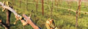Bud break in a vineyard managed by Century Vineyards. This photo was taken before an unexpected April 2022 frost caused widespread damage. ## Photo provided by Century Vineyards