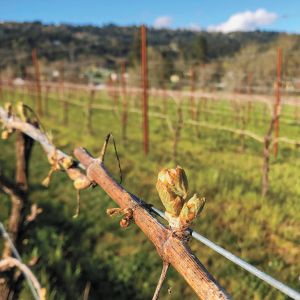 Bud break in a vineyard managed by Century Vineyards. This photo was taken before an unexpected April 2022 frost caused widespread damage. ## Photo provided by Century Vineyards