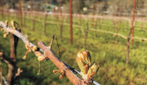 Bud break in a vineyard managed by Century Vineyards. This photo was taken before an unexpected April 2022 frost caused widespread damage. ## Photo provided by Century Vineyards