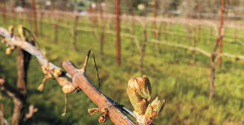 Bud break in a vineyard managed by Century Vineyards. This photo was taken before an unexpected April 2022 frost caused widespread damage. ## Photo provided by Century Vineyards