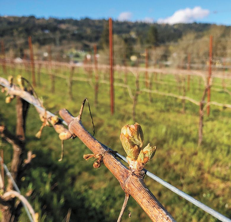 Bud break in a vineyard managed by Century Vineyards. This photo was taken before an unexpected April 2022 frost caused widespread damage. ## Photo provided by Century Vineyards