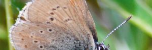A female Fender s blue butterfly. ## Photo by Nate Richardson