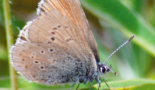 A female Fender s blue butterfly. ## Photo by Nate Richardson