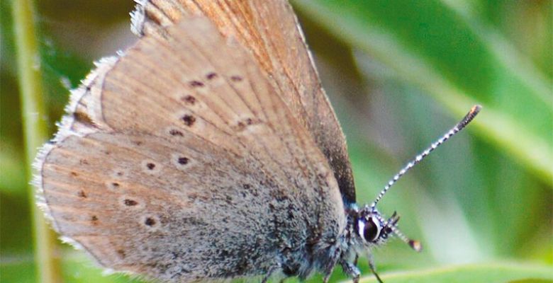 A female Fender s blue butterfly. ## Photo by Nate Richardson