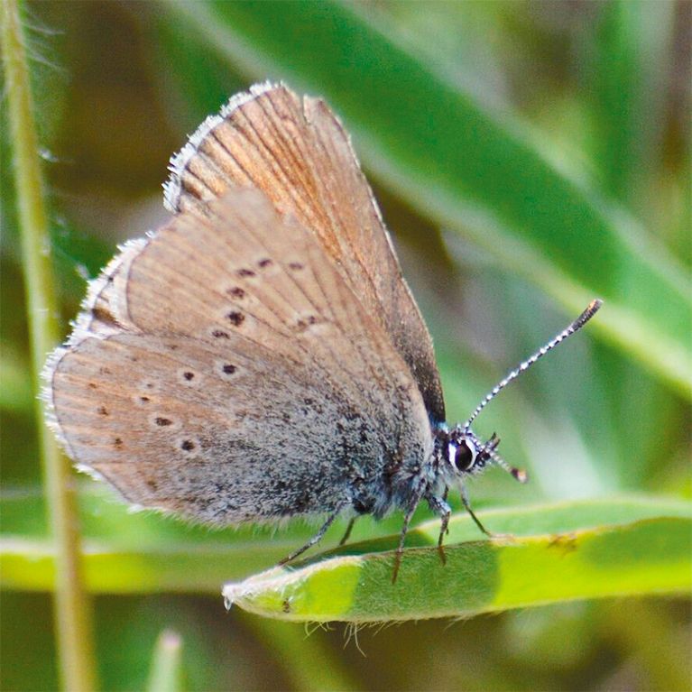 A female Fender s blue butterfly. ## Photo by Nate Richardson A female Fender s blue butterfly. ## Photo by Nate Richardson