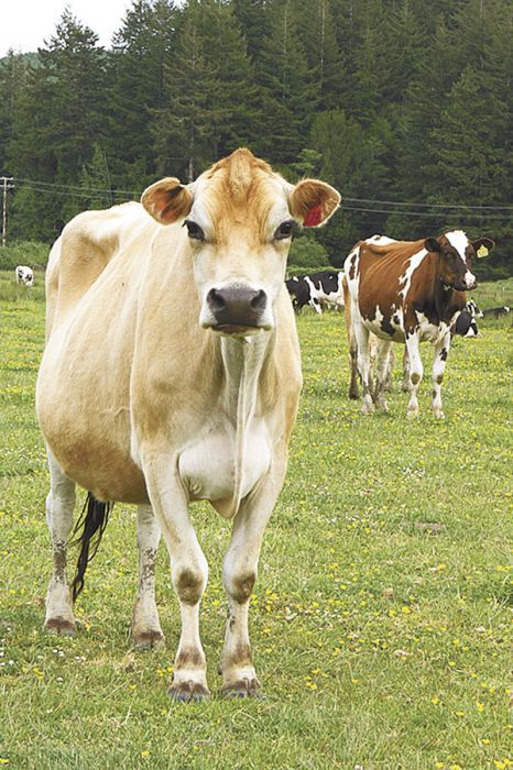 Face Rock’s milk supplier, Scolari Dairy, raises approximately 140 Jersey and Holstein cows. Photo by Christine Hyatt.