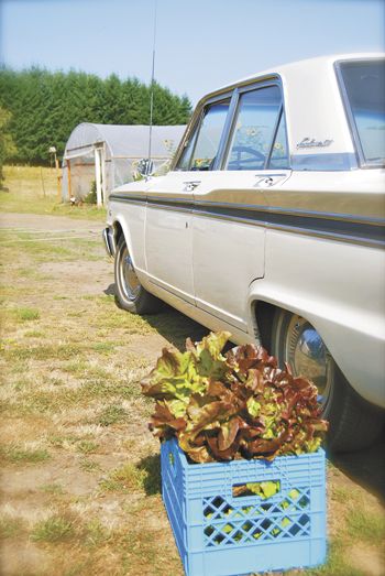 The chef cruises the backroads of wine country in a vintage Ford Fairlane. Photo by Andrea Johnson.