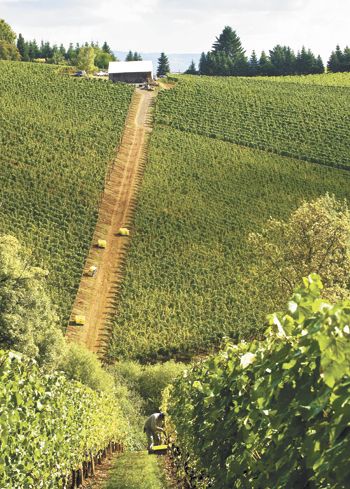 Archery Summit’s Arcus Vineyard is one of the steepest in Oregon. Archery Summit’s Arcus Vineyard is one of the steepest in Oregon.