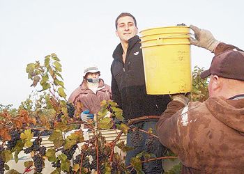 Sam Coelho helps with harvest as well as in the winery. Photo by Lauren Funtanella. Sam Coelho helps with harvest as well as in the winery. Photo by Lauren Funtanella.