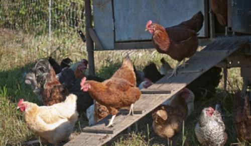 Chickens of many breeds leave the homemade coop at Big Table Farm.