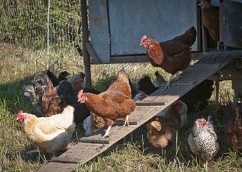 Chickens of many breeds leave the homemade coop at Big Table Farm. Chickens of many breeds leave the homemade coop at Big Table Farm.