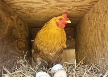 The chickens in her homemade coop look for grain in the feeder.