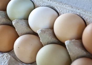 Clare Carver’s eggs
are packaged and ready for delivery to a number of customers. Clare Carver’s eggs
are packaged and ready for delivery to a number of customers.