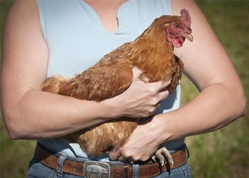 Clare Carver of Big Table Farm holds a Rhode Island Red. Clare Carver of Big Table Farm holds a Rhode Island Red.