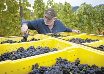 Nick Nicholas sorts through Pinot Noir clusters
at Anam Cara Vineyards in Newberg. photo by Andrea Johnson