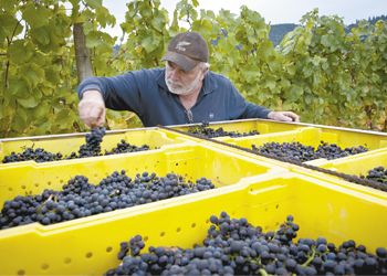 Nick Nicholas sorts through Pinot Noir clusters
at Anam Cara Vineyards in Newberg. photo by Andrea Johnson