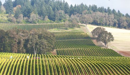 Harvest begins at Stoller Vineyards in the
Dundee Hills. The birds watch from above. photo by Andrea Johnson