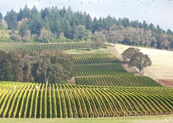 Harvest begins at Stoller Vineyards in the
Dundee Hills. The birds watch from above. photo by Andrea Johnson