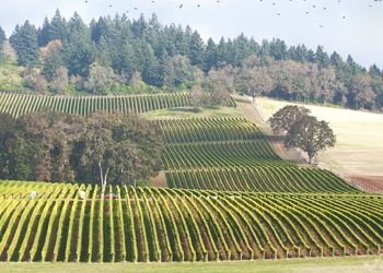 Harvest begins at Stoller Vineyards in the
Dundee Hills. The birds watch from above. photo by Andrea Johnson Harvest begins at Stoller Vineyards in the
Dundee Hills. The birds watch from above. photo by Andrea Johnson