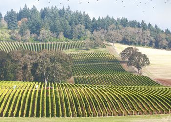 Harvest begins at Stoller Vineyards in the
Dundee Hills. The birds watch from above. photo by Andrea Johnson