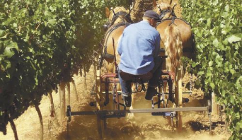 Stephen Hagen tills the vineyard rows using Belgian draft horses Ike and Olivia. Stephen Hagen tills the vineyard rows using Belgian draft horses Ike and Olivia.