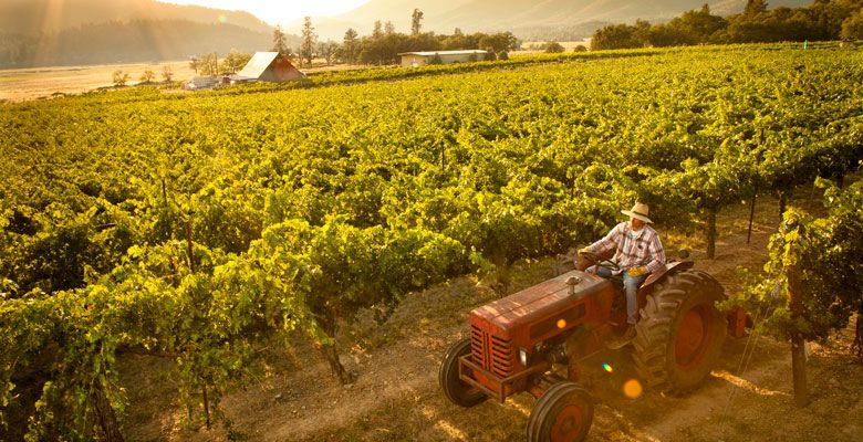 Valley View Vineyard was originally planted in 1972 and 1976. ##Photo by Jared Cruce