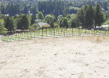 Just beyond the site of the new Lang Center, the SOWI/UCC vineyard
takes root. Photo by Gary Leif. Just beyond the site of the new Lang Center, the SOWI/UCC vineyard
takes root. Photo by Gary Leif.