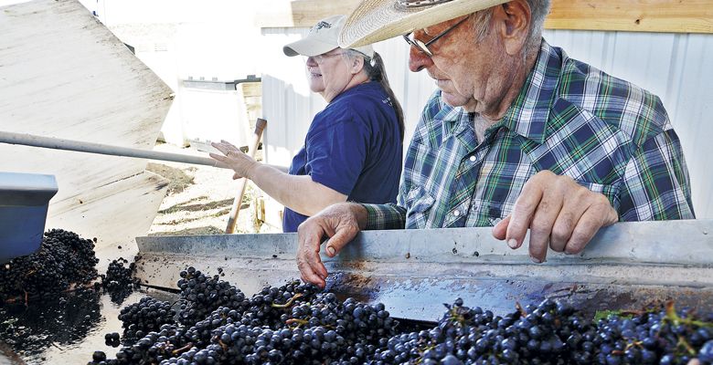 Travis’ grandfather, Elton Cook, and his mom, Cathy Cook, sort grapes at Copper Belt’s winemaking facility in 2014. ##Photo by Timothy Bishop