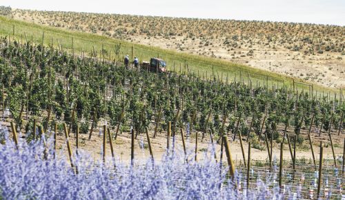 A block of Merlot thrives at Eagle Creek Vineyards, owned by Lance and Jacki Adams. The vines were planted in 2013. This was the first vineyard Travis and Michael Cook planted outside their own estate vineyard. ##Photo by Timothy Bishop